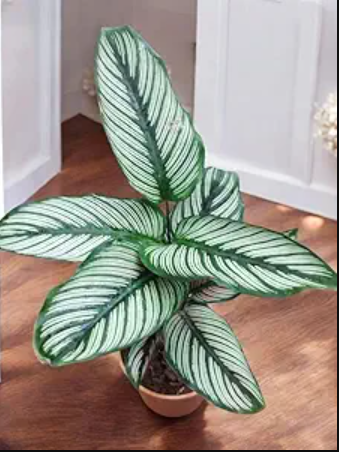 Understanding the Concept of Root Bound Plants- calathea
