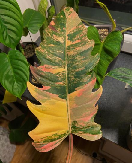 Philodendron Caramel Variegated Leaf