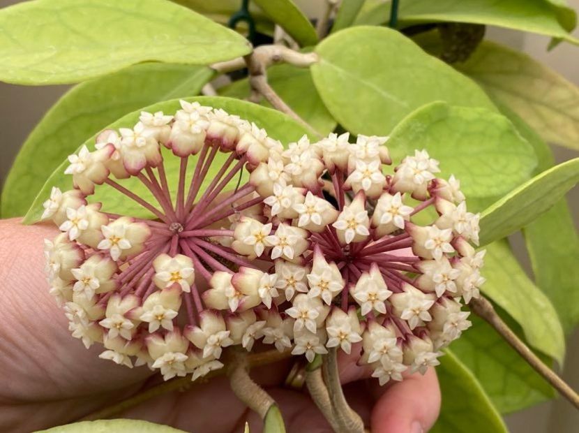 hoya finlasonii flower