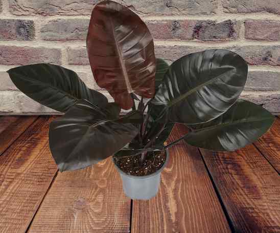 philodendron black cardinal variegated