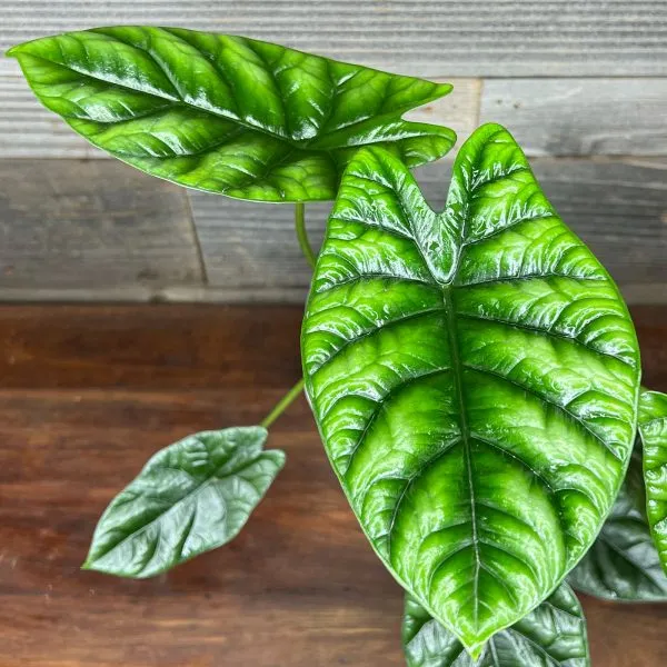 Alocasia Sinuata Quilted Dream