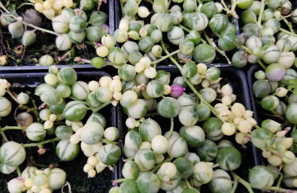 variegated string of pearls care