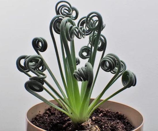 Albuca Spiral Grass Plants