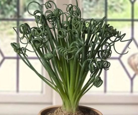 Albuca Spiral Grass Plants