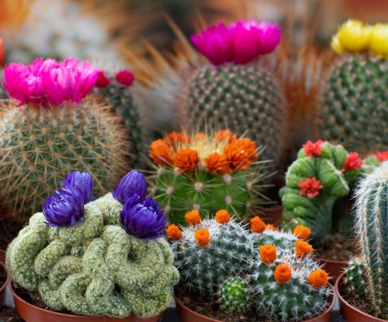 How to care for cactus strawflower