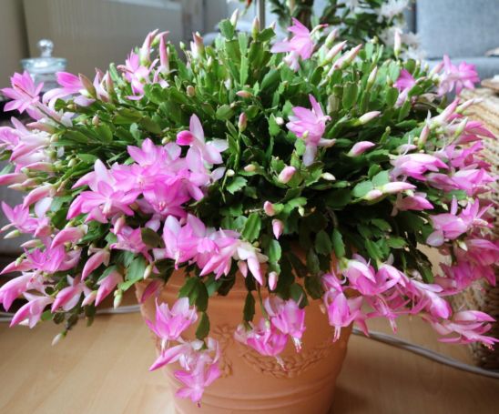 How To make a Christmas cactus bloom