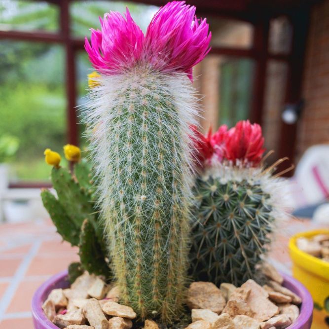 How Often Does A Cactus Flower Bloom