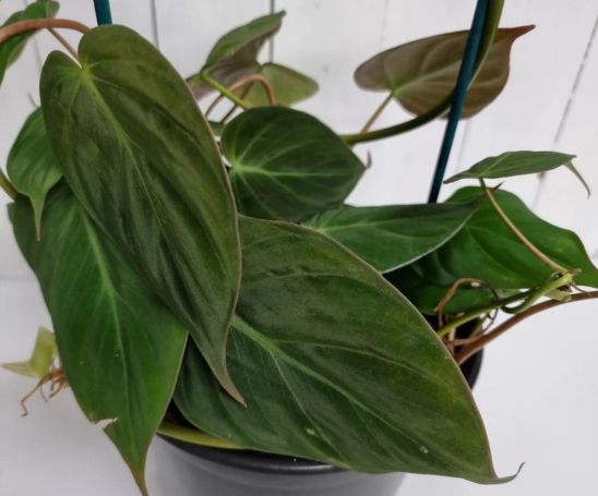 Variegated Philodendron Micans