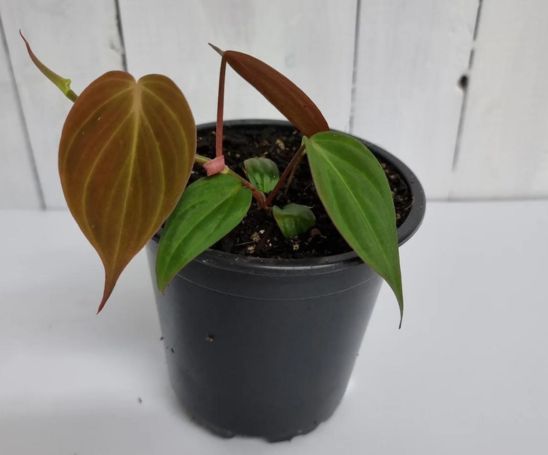 Variegated Philodendron Micans