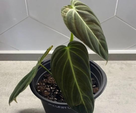 Variegated Philodendron Micans