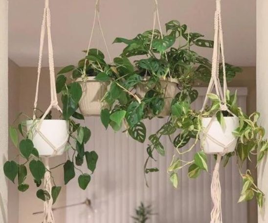 how to hang plants from ceiling without drilling