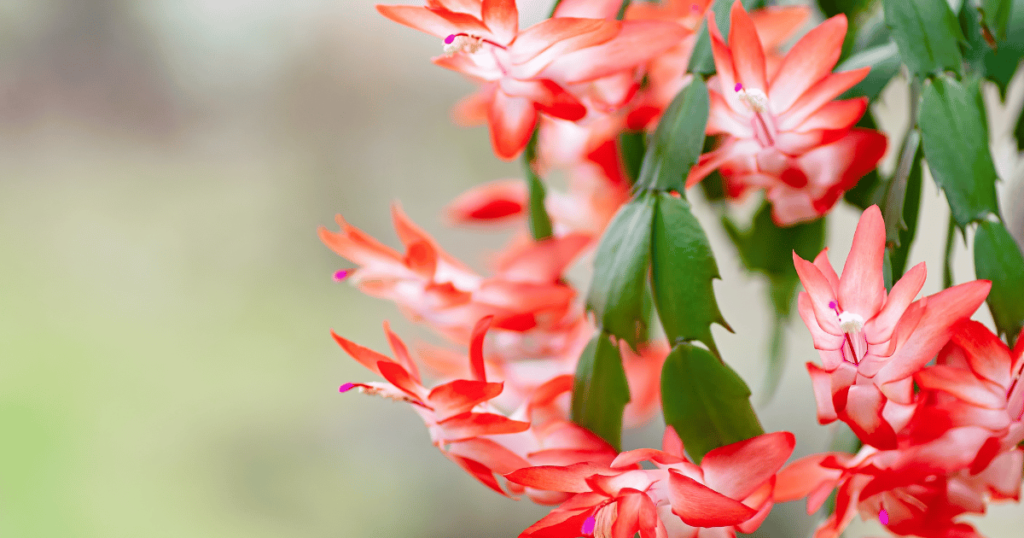 How to Make a Christmas Cactus Bloom?