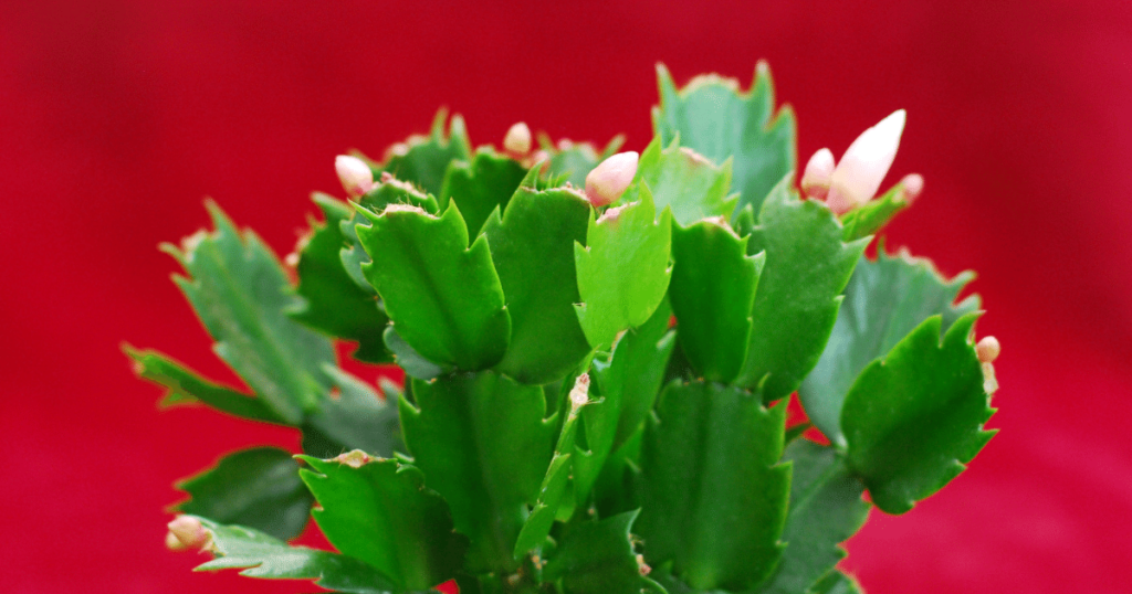 How To Fix A Christmas Cactus That's Not Blooming