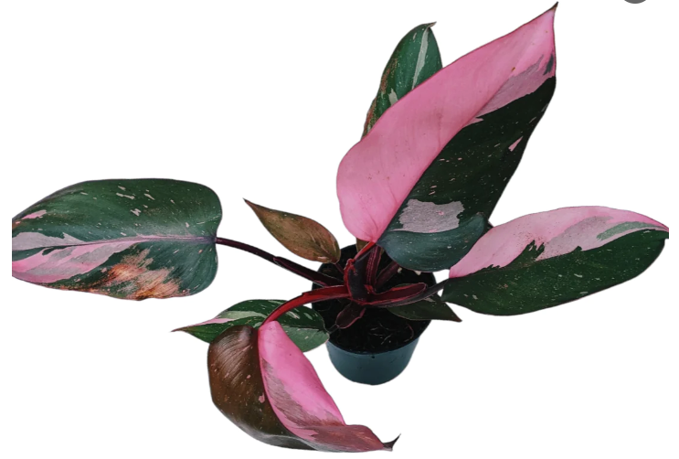 Philodendron Erubescens