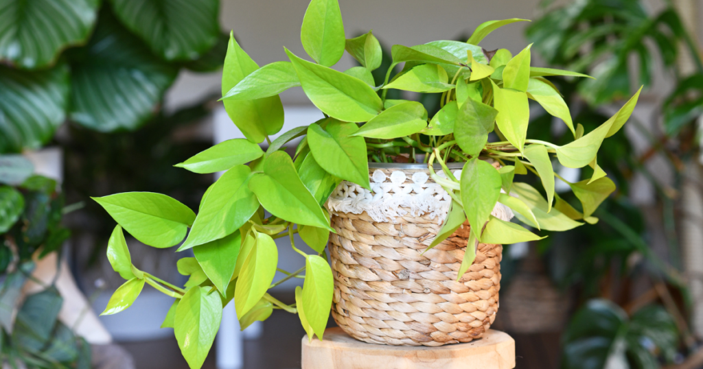 About Lemon Lime Philodendron: A Closer Look