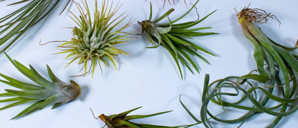 air plants