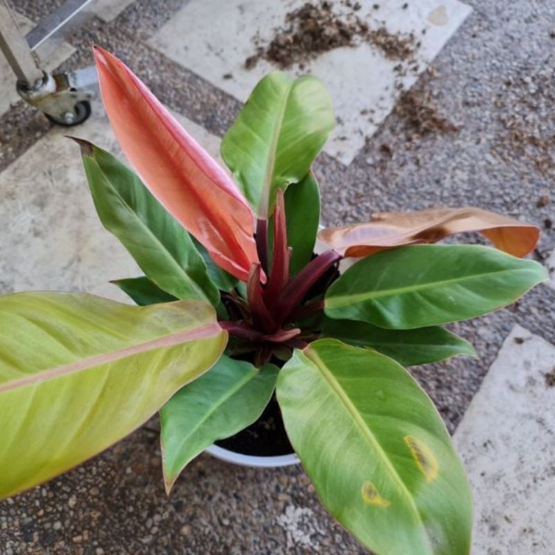 philodendron red sun