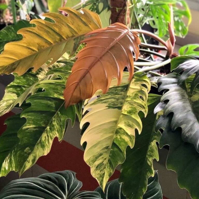 Philodendron Caramel Marble: A Detailed Guide You Need To Know