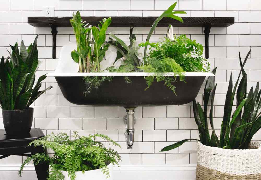 Houseplants for Bathrooms Without Windows