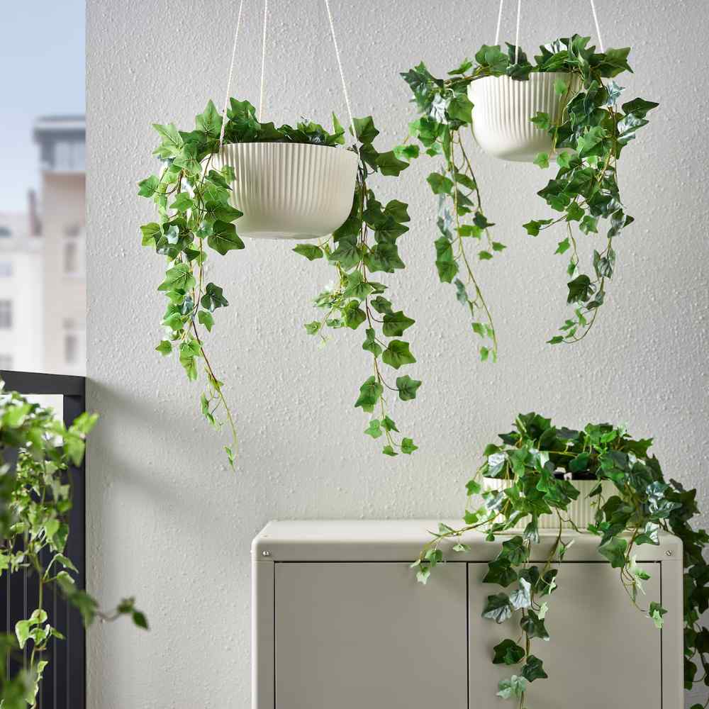 hanging plants for bathroom