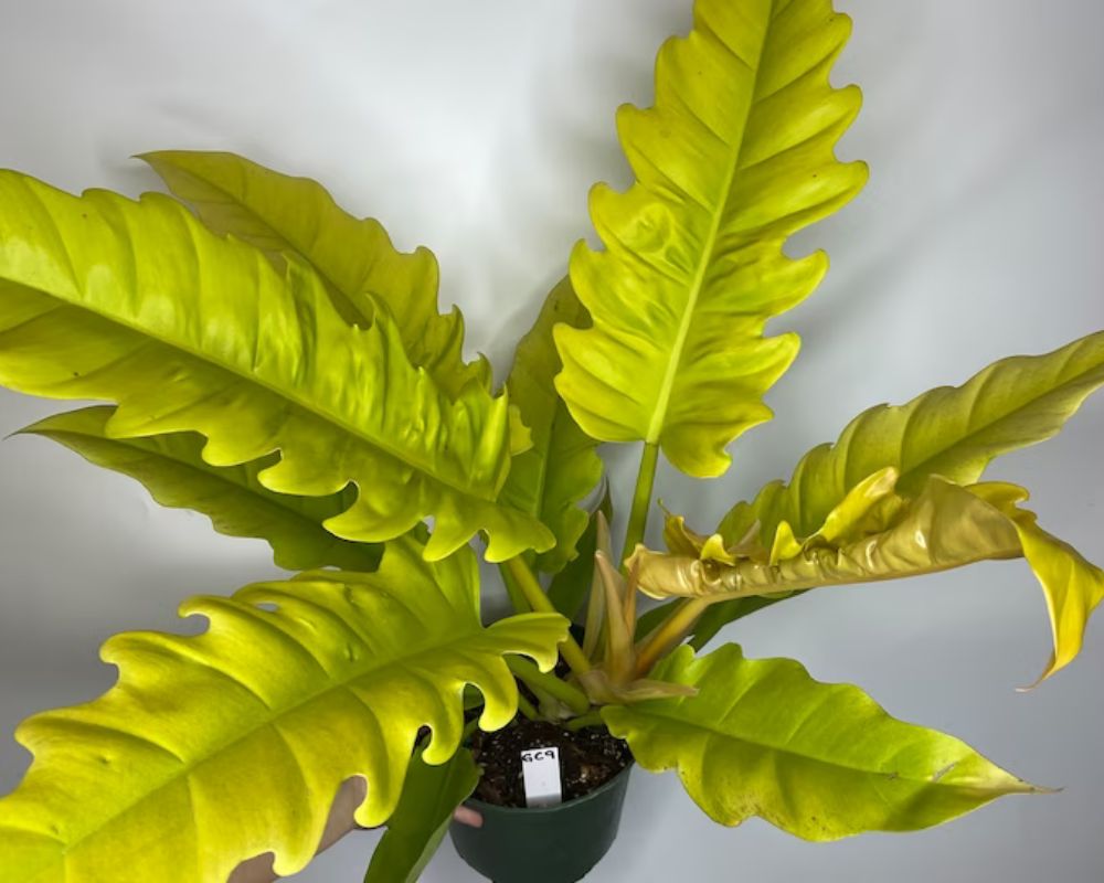 Philodendron Golden Crocodile