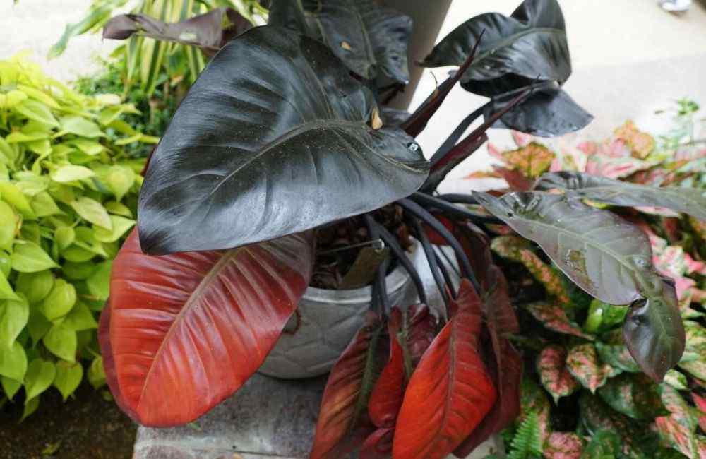 Philodendron black cardinal variegated