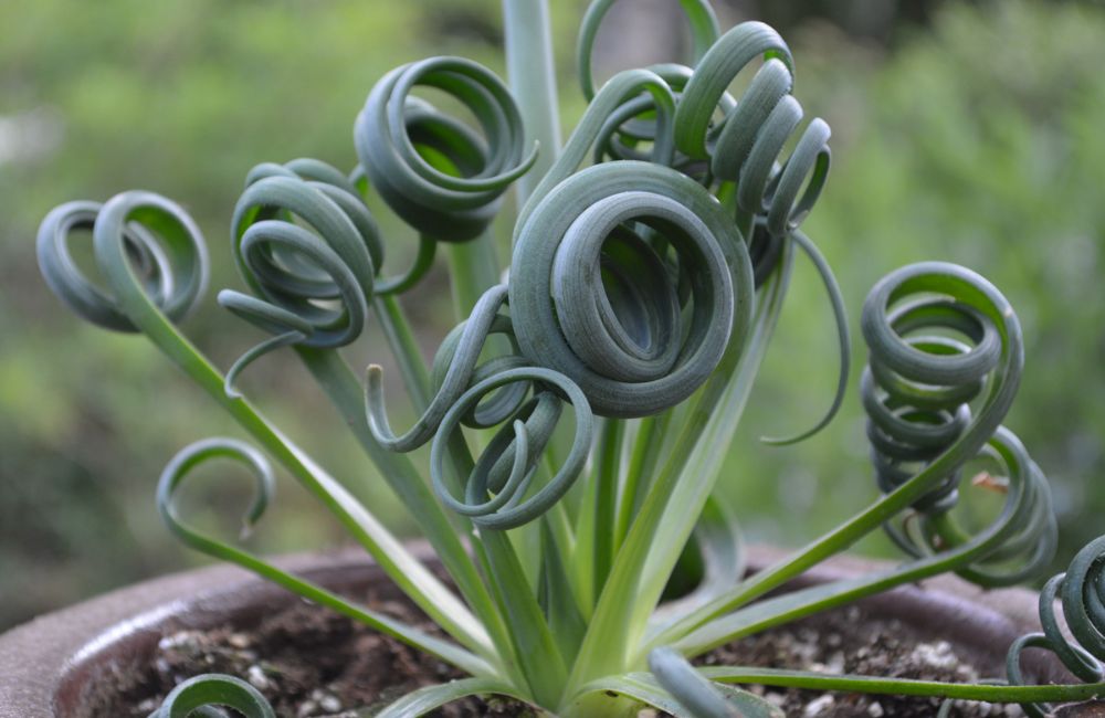 Albuca Spiral Grass Plants
