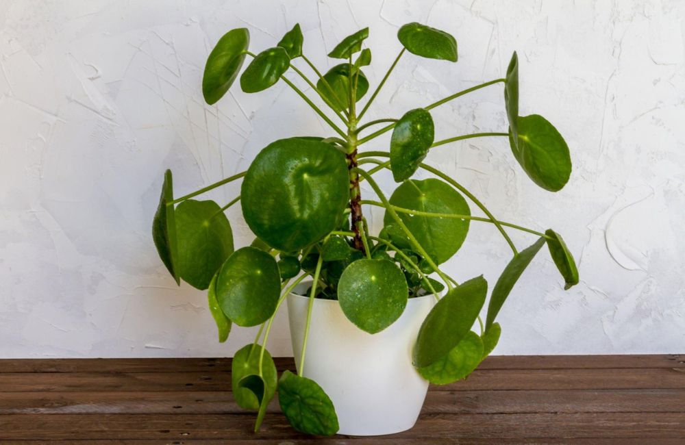 How to care for peperomia?