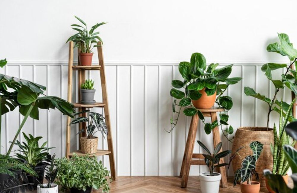 single plant stand indoor