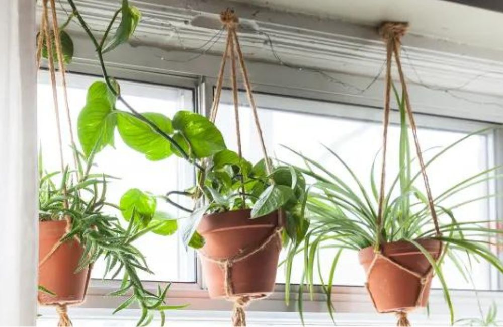 how to hang plants from ceiling without drilling