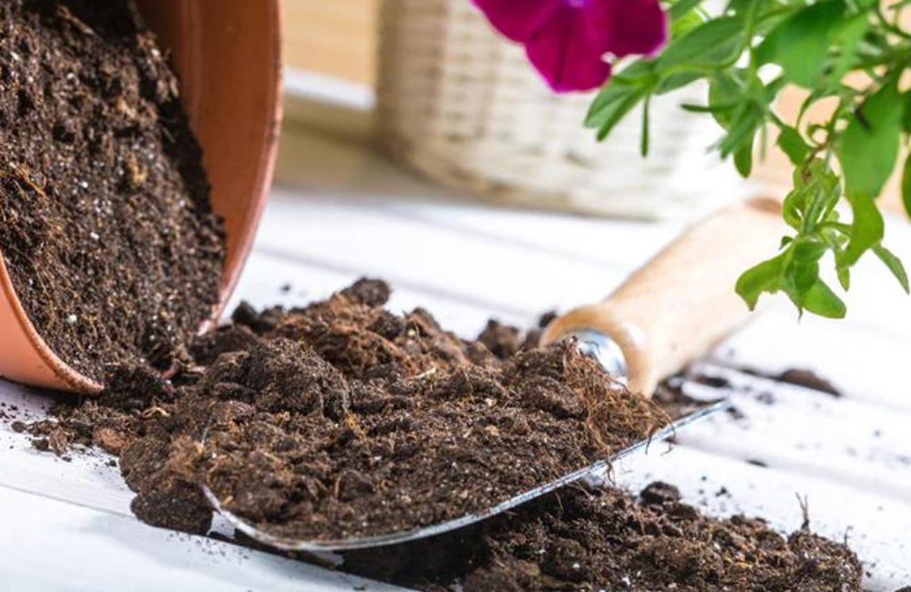 What is the best potting soil for indoor plants?