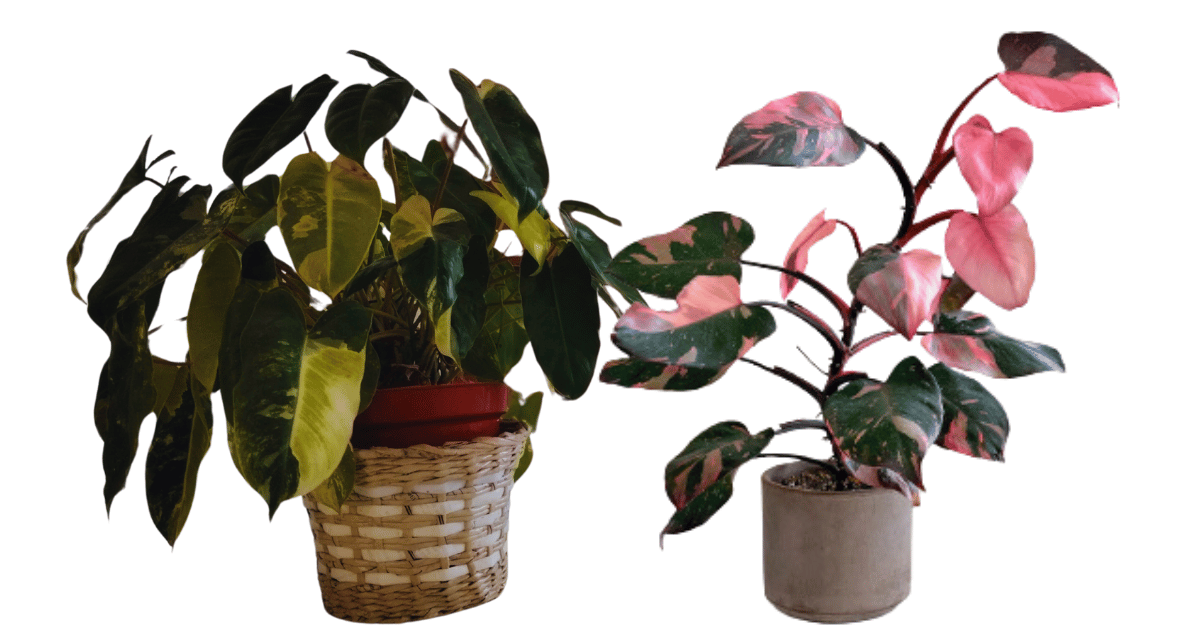 Philodendron Pink Princess (Philodendron Erubescens) Care Guide