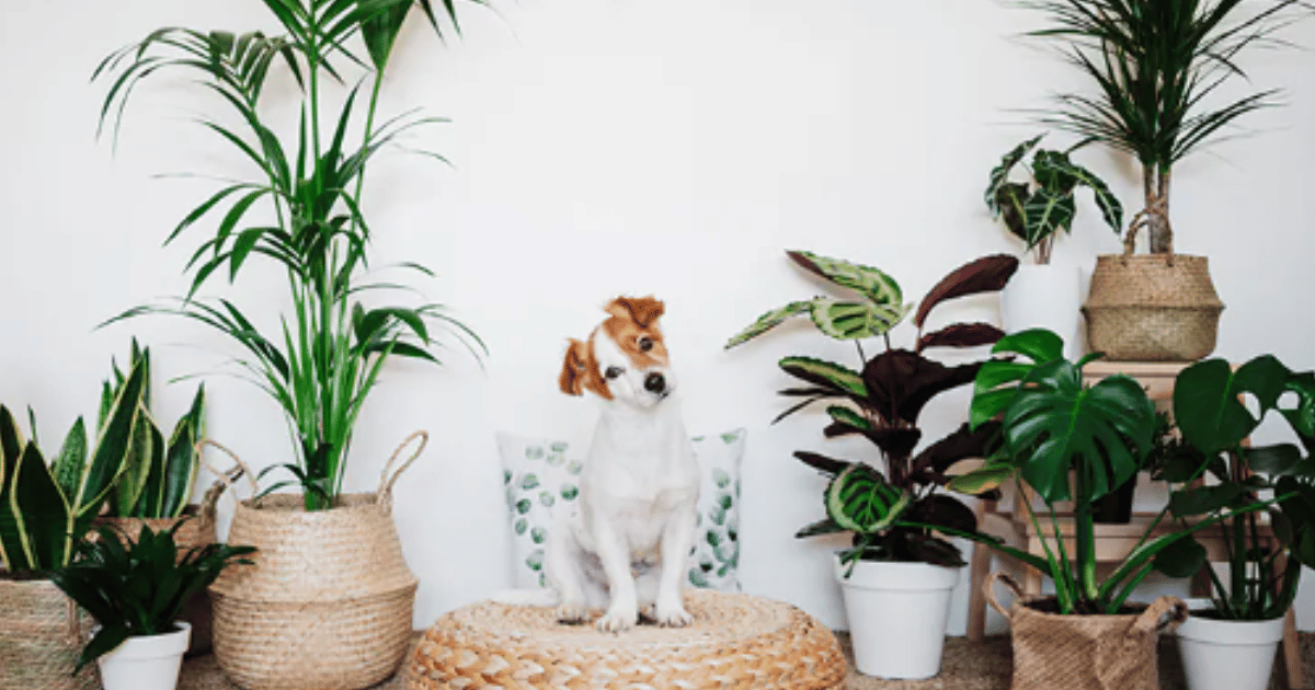 Are Low Light indoor plants safe for cats?