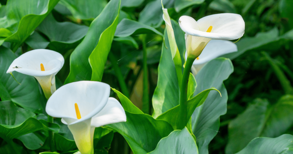 What is a Calla Lily?