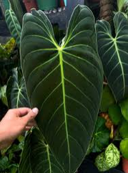 Philodendron Melanochrysum Care for Beginners