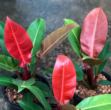 Philodendron Red