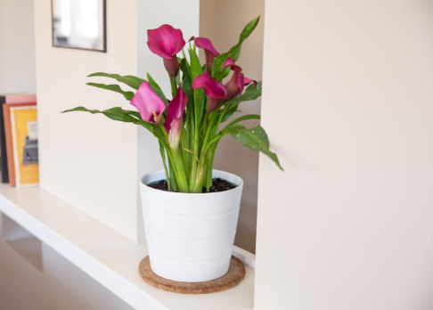 How to Care for Calla lilies indoors?