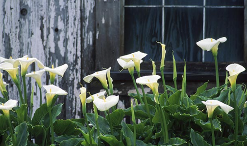 How to care for Calla Lily Outdoors?