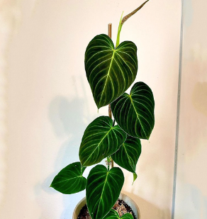 The journey of Philodendron Melanochrysum