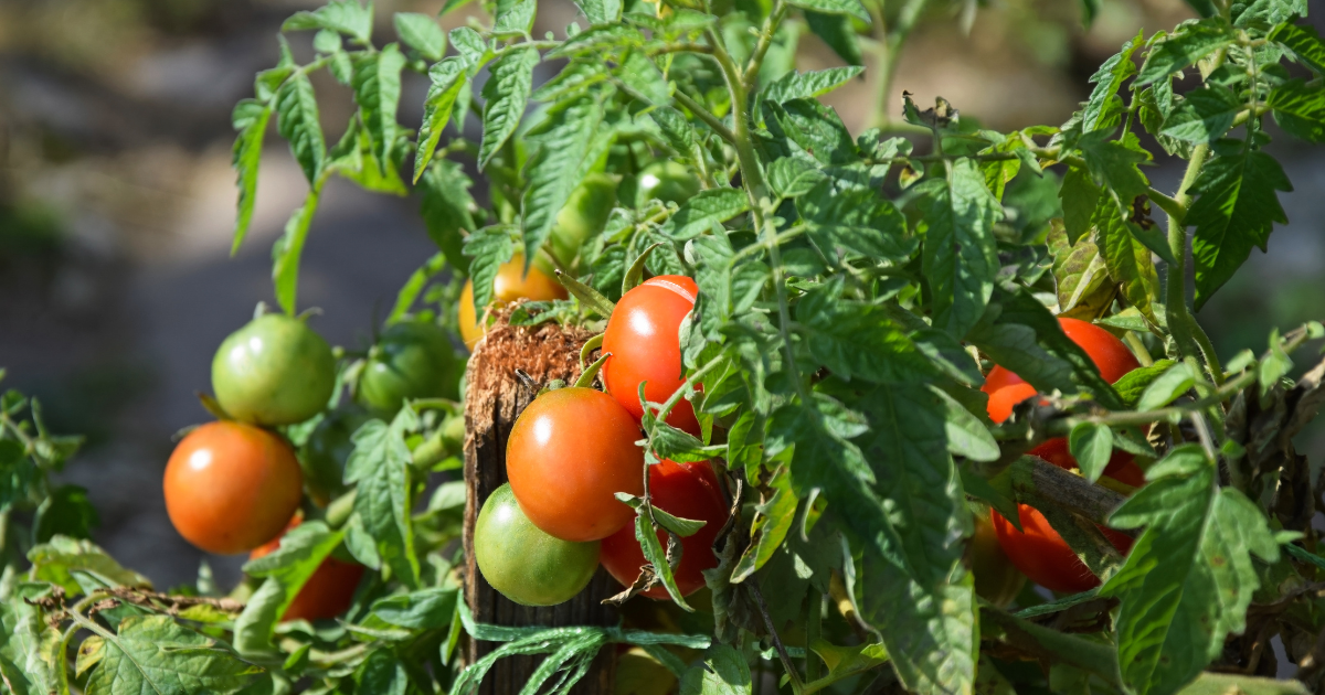 When to plant tomato seeds indoors? Tips and tricks