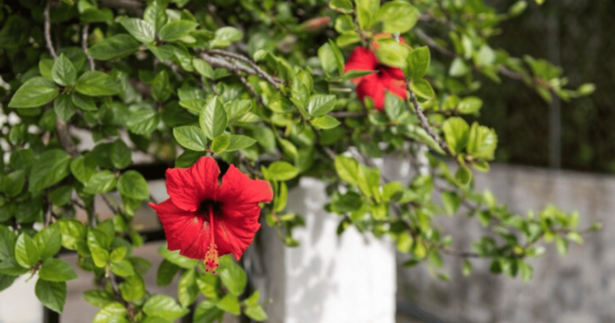 can a hibiscus plant be grown indoors