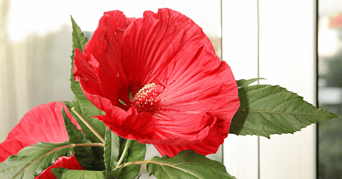 How do you care for a hibiscus plant indoors?