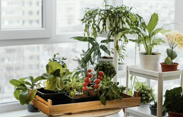 Monitoring Growth Progress of Indoor Tomatoe