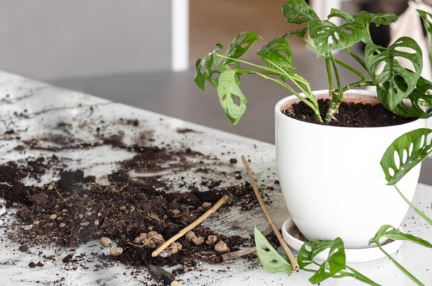 Benefits of Using Outdoor Soil Indoors
