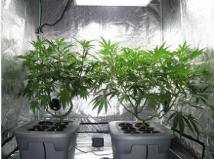 What is Hydro Weed Cultivation?