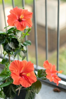 what Need to Do For Pruning and Maintenance for hibiscus plant