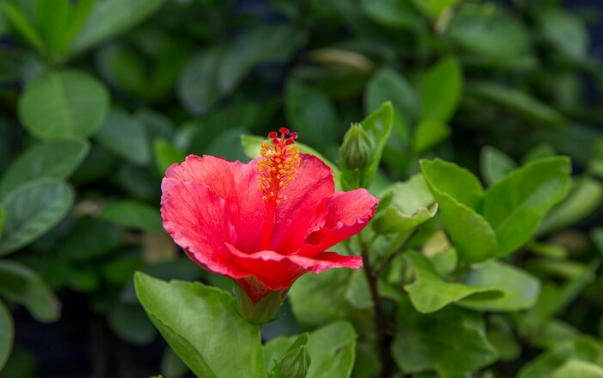 About hibiscus plant