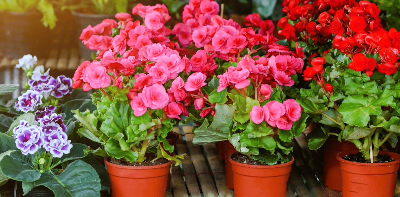 is rieger begonia an indoor or outdoor plant