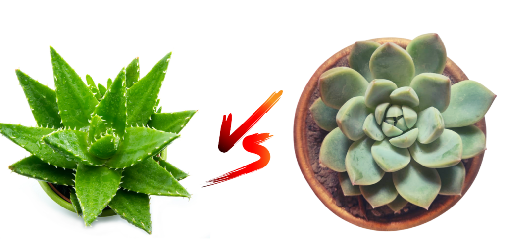 Aloe Vera: A Succulent, Not a Cactus