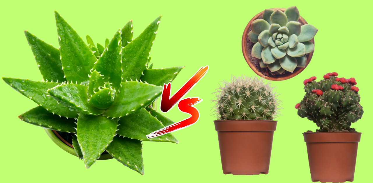 is aloe vera a cactus/is aloe vera plant is a cactus